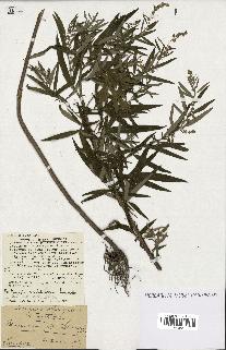 spécimen de Artemisia verlotiorum