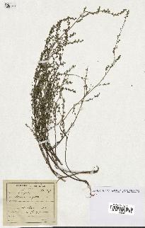 spécimen de Artemisia campestris