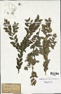 spécimen de Buxus sempervirens