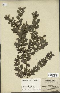 spécimen de Buxus sempervirens