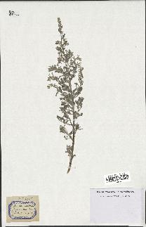 spécimen de Artemisia maritima