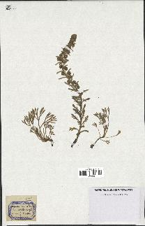 spécimen de Artemisia eriantha