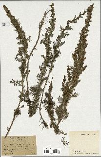 spécimen de Artemisia chamaemelifolia