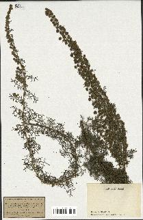 spécimen de Artemisia chamaemelifolia