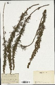 spécimen de Artemisia chamaemelifolia