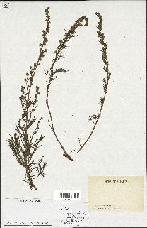 spécimen de Artemisia sp.