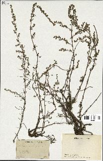 spécimen de Artemisia crithmifolia