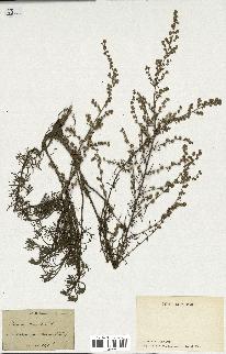 spécimen de Artemisia campestris