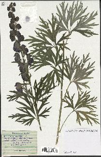 spécimen de Aconitum napellus