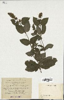 spécimen de Mentha pubescens