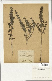 spécimen de Teucrium bracteatum