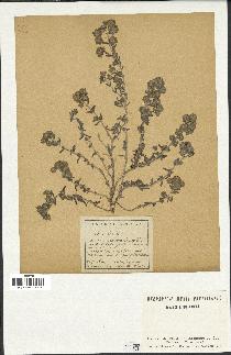 spécimen de Teucrium capitatum