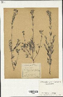 spécimen de Teucrium fruticans