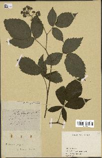 spécimen de Rubus hyperanthus