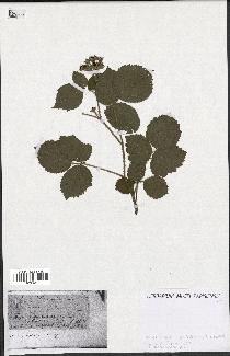 spécimen de Rubus sp.