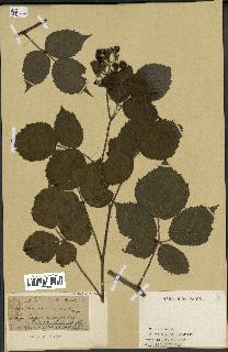 spécimen de Rubus sp.
