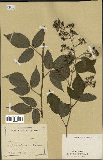 spécimen de Rubus sp.