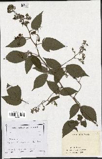 spécimen de Rubus sp.