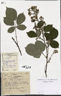 spécimen de Rubus sp.