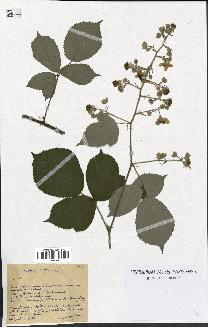 spécimen de Rubus sp.