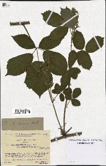 spécimen de Rubus septorum