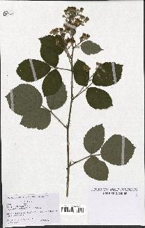 spécimen de Rubus macrostachys