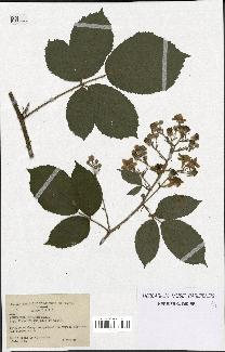 spécimen de Rubus macrostachys