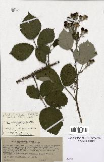 spécimen de Rubus macrostachys