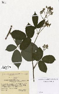 spécimen de Rubus macrostachys