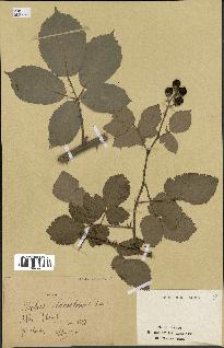 spécimen de Rubus lacertosus