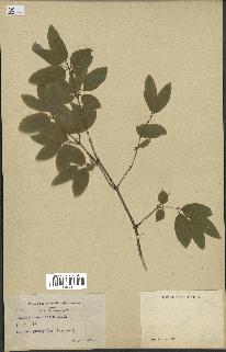 spécimen de Lonicera canadensis