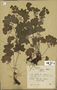 spécimen de Alchemilla glabra