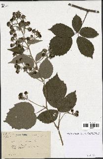 spécimen de Rubus adscitus