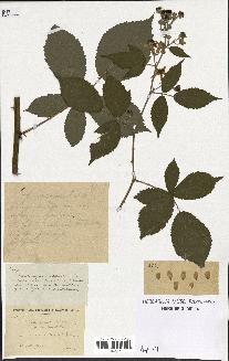 spécimen de Rubus constrictus