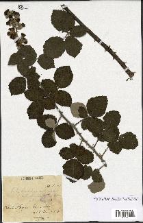 spécimen de Rubus collinus