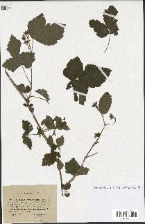 spécimen de Rubus caesius x idaeus