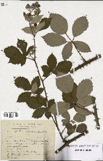 spécimen de Rubus lepidus