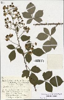 spécimen de Rubus geniculatus