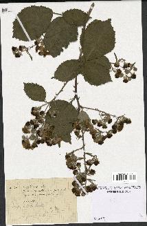 spécimen de Rubus sp.