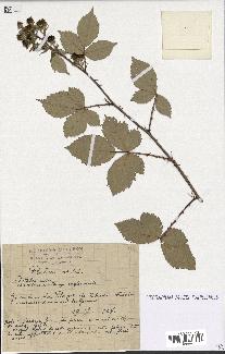 spécimen de Rubus sp.