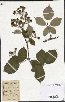 spécimen de Rubus procerus