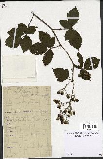 spécimen de Rubus procerus