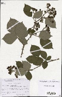spécimen de Rubus procerus