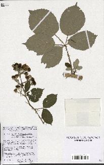 spécimen de Rubus procerus