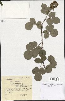 spécimen de Rubus ulmifolius