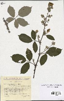 spécimen de Rubus ulmifolius