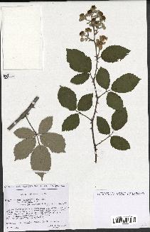 spécimen de Rubus ulmifolius