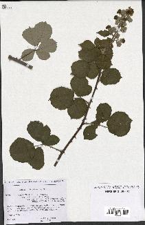 spécimen de Rubus ulmifolius