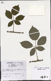 spécimen de Rubus procerus
