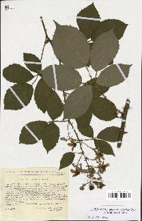 spécimen de Rubus geniculatus